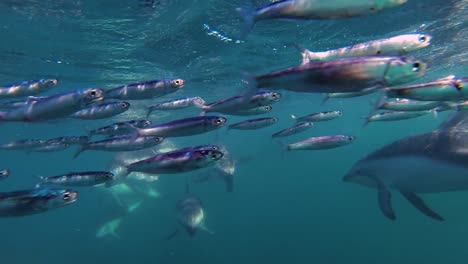 Delfine,-Die-Sardellenkugelfische-Auf-Der-Wilden-Unterwasseraufnahme-In-Zeitlupe-Füttern