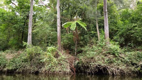 Eine-Einzelne-Regenwaldpflanze-Im-Lane-Cove-Nationalpark-In-Sydney,-Australien