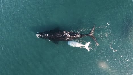 Baby-Whale-Milking-from-the-mother,-aerial-shot,-top-view