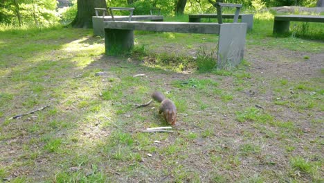 One-small-squirrel-walking-on-green-grass-by-cement-benches-towards-and-looking-at-camera,-pan-close-up