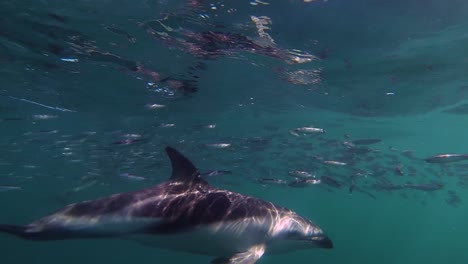 Delfinfamilie,-Die-Unter-Der-Oberfläche-Des-Ozeans-Füttert,-Unter-Wasser-Geschossen