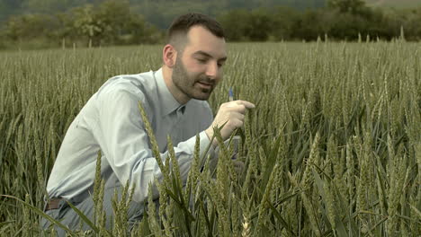 Quality-control-of-grain-from-wheat-field,-man-making-notes,-closeup-middle-shot
