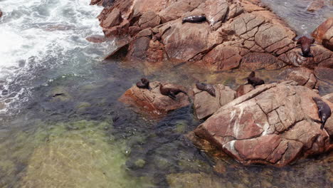 Australische-Robbenkolonie-Ruht-Auf-Einem-Felsen