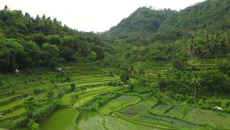 Luftaufnahme,-Landwirtschaftliche-Reisfelder-In-Der-Malerischen-Bali-regenwaldlandschaft