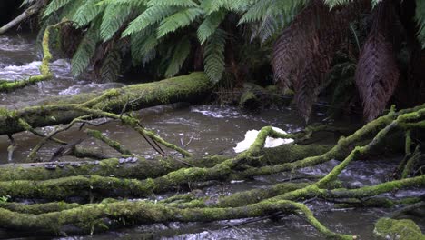 Flowing-stream-with-foam-build-up-in-water,-with-branches-over-river