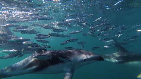 close-shot-of-a-dolphins-group-feeding-fish-underwater-shot-slowmo