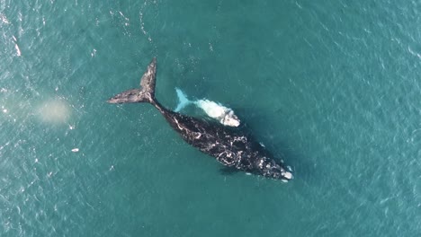 Beautiful-Whale-swimming-at-the-surface-with-their-white-baby,-Drone-Shot-Zoom-In