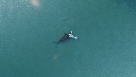 Zoom-In-Aerial-of-whales-resting-on-the-surface-of-shalow-clear-waters,-Drone-shot