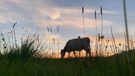 Weichzeichner-Silhouette-Der-Kuh,-Die-Bei-Sonnenuntergang-Auf-Dem-Feld-Weidet