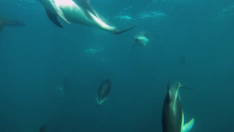 Eine-Wunderschöne-Schar-Dunkler-Delfine,-Die-Auf-Die-Kamera-Zuschwimmen,-Unterwasser-Frontalaufnahme,-Zeitlupe