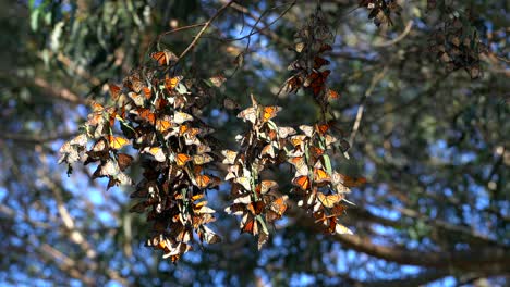 Flatternde-Monarchfalter,-Die-Sich-Auf-Einer-Zypresse-Vor-Der-Küste-Nordkaliforniens-Tummeln