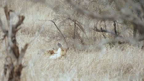 Lioness-feeding-milk-to-her-cubs-in-the-grasses-at-Kruger-National-Park,-South-Africa---4K