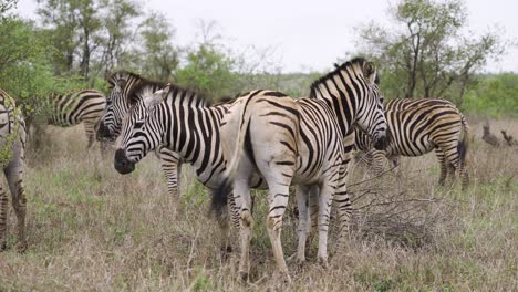 Wideshot-of-a-herd-of-zebras-grazing-in-South-Africa-Kruger-National-Park---4K