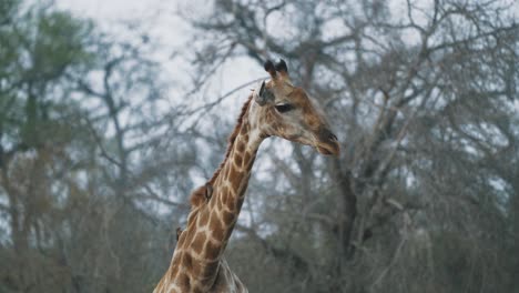 Giraffe,-Die-Sich-Mit-Madenhackern-Am-Hals-Im-Krüger-Nationalpark,-Südafrika,-Umsieht---4k