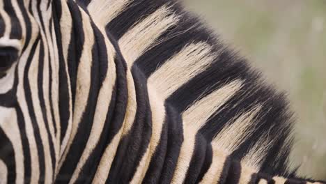 Detaillierte-Nahaufnahme-Der-Mähne-Eines-Zebras-Südafrika-Krüger-Nationalpark---4k
