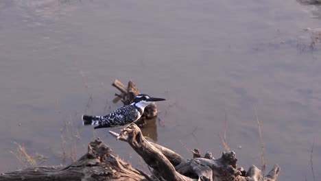 Pied-Kingfisher-perched-on-a-log-over-the-water-at-dusk