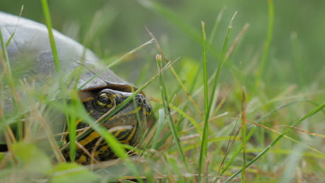4K-close-up-of-a-turtle-emerging-from-its-shell