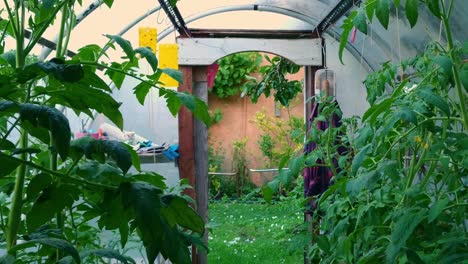 Tomatenpflanzen-In-Einem-Gewächshaus-Hinterhof-Dolly-Handheld
