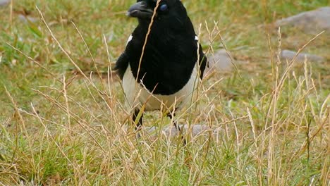Magpie-scavenger-bird-wildlife-searching-for-food-in-windy-grass-closeup