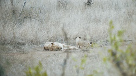Una-Leona-Y-Sus-Cachorros-Descansando-En-Las-Llanuras-Del-Parque-Nacional-Kruger,-Sudáfrica---4k