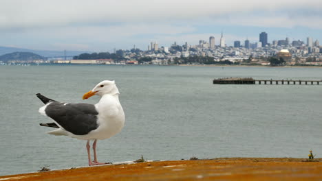 Möwenpflege-Mit-Bucht-Von-San-Francisco-Im-Hintergrund