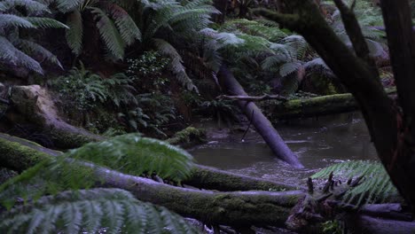 Murky-river-stream-through-a-rainforest