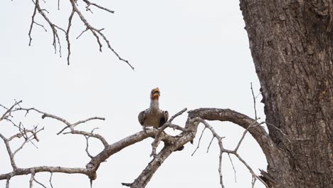 Red-Billed-Hornbill-perched-on-a-tree-at-Kruger-National-Park,-South-Africa---4K