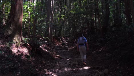 Un-Excursionista-Masculino-Caminando-Por-El-Sendero-Del-Bosque-Entre-árboles-Altos-En-Japón---Tiro-Estático
