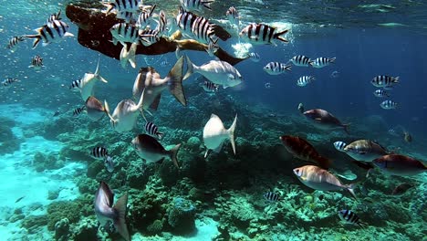 Shoal-Of-Reef-Fish-And-Scissortail-Sergeants-With-A-Man-Snorkeling-In-The-Blue-Ocean
