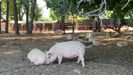 Schweine-Spielen-Draußen-Im-Stall