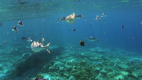 Snorkeling-Under-A-Tropical-Water-With-Freshwater-Fishes-Swimming---Closeup-Shot