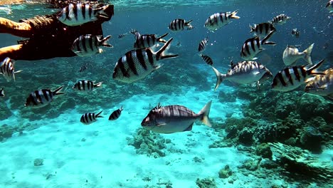 Man-Snorkeling-In-A-Clear-Tropical-Sea-Water-With-Beautiful-Fishes-Shoaling-Around-The-Coral-Reefs---Medium-Shot