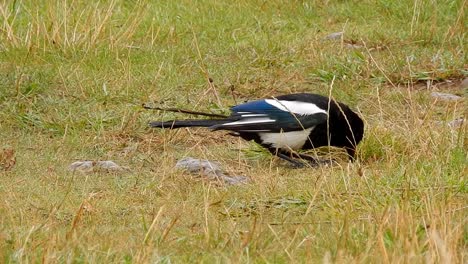 Magpie-scavenger-bird-searching-for-food-in-windy-grass-closeup