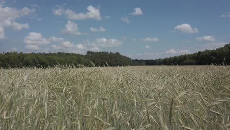 Wide-field-of-rye-swaying-in-the-strong-wind,-blue-sky-above