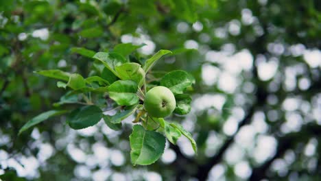 Apple-tree-branch-with-green-raw-apple,-summer-season