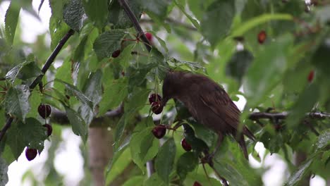 The-starling-sits-on-a-tree-branch-and-eats-cherries