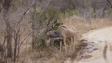 Großer-Kudu-Weidet-Auf-Einem-Busch-Mit-Madenhacker-Auf-Dem-Rücken-Im-Krüger-Nationalpark,-Südafrika---4k