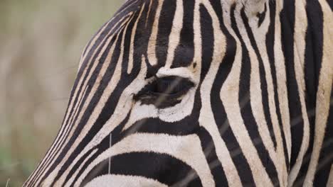 Detaillierte-Nahaufnahme-Auf-Dem-Auge-Eines-Zebras-Im-Südafrikanischen-Krüger-Nationalpark---4k