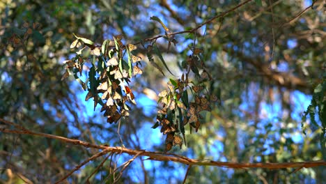 Mariposas-Monarca-Agrupadas-En-El-Bosque-Durante-La-Temporada-De-Migración-Invernal