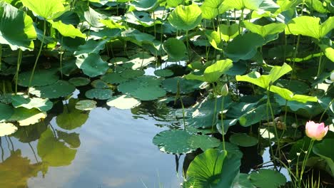 Slow-Motion-of-Coot-Family-Floating-Through-Lotus-Leaves,-Full-HD