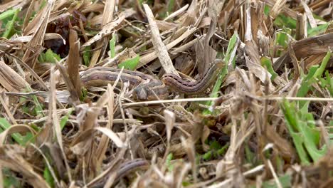 Small-and-large-lawn-armyworm-larvae-crawl-on-dead-grass,-close-up