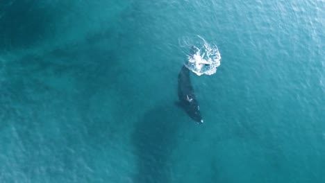 A-Beautiful-Right-Whale-Rolling-and-Playing-with-the-Fluke,-Aerial-Shot,-Slowmotion