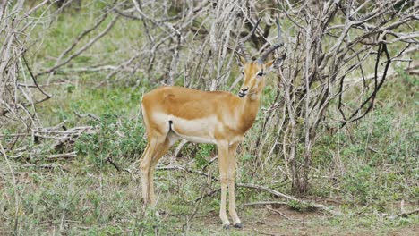 Impala-grazing-while-being-alert-for-predator-in-Kruger-National-Park,-South-Africa---4K