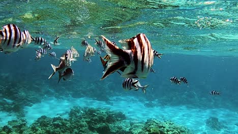 Shoal-Of-Scissortail-Sergeants-With-Other-reef-Fishes-Feeding-On-The-Turquoise-Blue-Water-By-The-Ocean