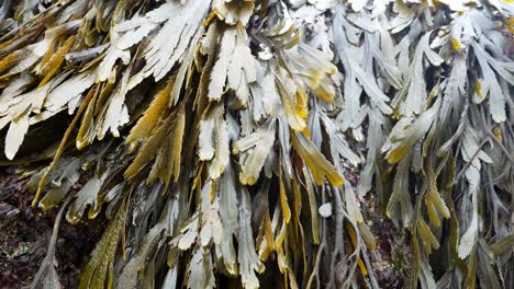 Green-seaweed-background-on-natural-rock-coastal-textured-surface-dolly-right-blowing-in-breeze