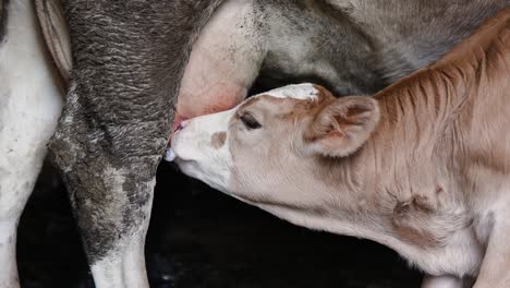 Young-white-brown-calf-drinking-milk-from-cow's-udder