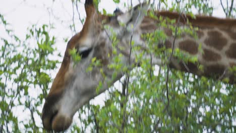 Closeup-of-a-hungry-giraffe-eating-from-a-tree-in-Kruger-National-Park,-South-Africa---4k