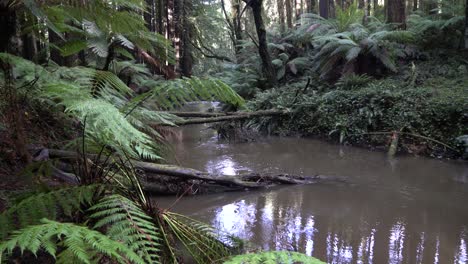 Murky-river-stream-flowing-through-rainforest-with-ferns-blowing-in-the-wind