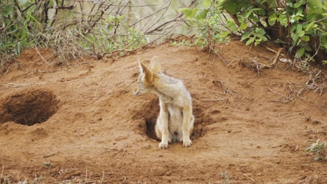 Curious-jackal-standing-at-the-entrance-to-its-burrow-in-Kruger-National-Park,-South-Africa---4K