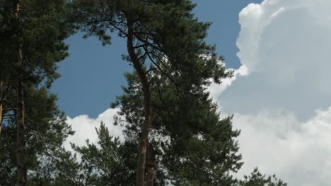 Clouds-move-slowly-on-the-sky-behind-pine-tree,-steady-shot